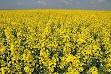 Yellow - Wikipedia, the free encyclopedia