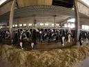Negotiation Is Over! – Chinese turning to U.S. dairy industry for ...