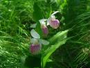 beautiful flowers in the world