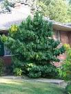 <b>Asimina</b> triloba