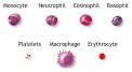 blood-disorder2.jpg