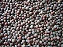 Black Mustard Seed Sales, Buy Black Mustard Seed Products from ...