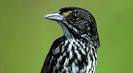 The Dusky Seaside Sparrow an Extinct Species at Bagheera