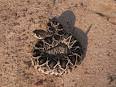 Species Profile: Eastern Diamondback Rattlesnake (Crotalus ...