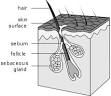 Hair follicle - Wikipedia, the free encyclopedia