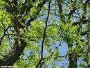 Honeylocust (Gleditsia triacanthos)