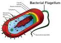 Bacterial Flagellum: Appearances Can be Deceiving | The BioLogos Forum