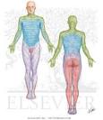 Chronic Lymphocytic Thyroiditis and Fibrous Thyroiditis - Netter ...