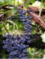 Grapevine Cutting Sales by Lon Rombough | bunchgrapes.com | Black ...