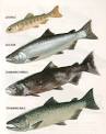 Anadromous Fish - Chinook Salmon