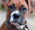 KENTUCKIANABOXER - Home Page