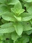 <b>Mentha</b> pipperita, "Peppermint"