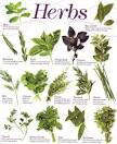 Second Life Marketplace - Herb Photo Poster