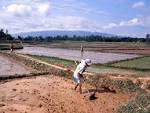 Datei:Rice Cultivation Vietnam farmers.1024x768.jpg - Alemannische ...