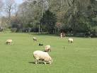 Two local breeds, Ryeland sheep and Hereford cattle graze spring grass in - via Daymix