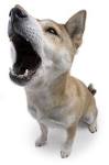 Excessive Dog Barking: STOP IT NOW! « Tipsfordog's Blog