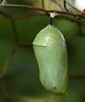 File:Monarch Butterfly Danaus plexippus Chrysalis 2000px.jpg ...