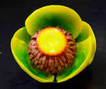<b>Nuphar</b>-2-300dpi.jpg