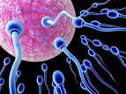 fertility conception - FertilityC
