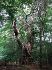 found in Great Britain as well as throughout central and western Europe. - via Daymix