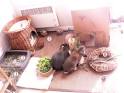 Habitat du lapin de compagnie-Marguerite et Cie-