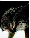 Field Studies in Animal Behavior - Biology Encyclopedia - body ...