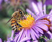 Insect - Wikipedia, the free encyclopedia