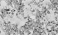 Diatom - Wikipedia, the free encyclopedia