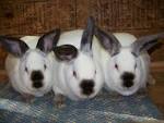 Champion Californian Rabbits - AA Rabbitry