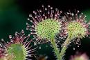 Nature Blows My Mind! Weird and Deadly Carnivorous Plants : TreeHugger