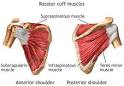 How to Deal with Shoulder Injuries: The Infraspinatus | StrongLifts.