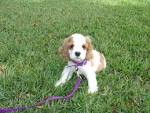 File:AMERICAN COCKER SPANIEL PUPPY 7 WEEKS.jpg - Wikipedia, the ...