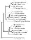 Hexanchiformes: Cow Sharks