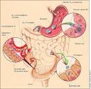 <b>Vitamin B12</b> absorption and