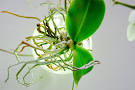 aura - <b>Home</b>-Grown Modular <b>Interactive</b> Palnt Light <b>Design</b> by Viktor <b>...</b>
