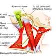 The <b>accessory nerve</b> is mostly