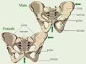 Skeletal System