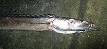 Snake mackerel - Wikipedia, the free encyclopedia