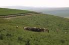 SU0366 : Cattle in morning heat on Morgans Hill - via Daymix
