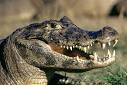 http://xafarica.weblog.com.pt/arquivo/jacare_do-pantanal.jpg