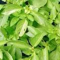 Lemon Basil-Underwood Gardens
