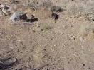 The Dead Dog War