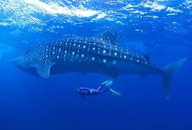 Le geant des mers : le requin baleine Images?q=tbn:ANd9GcTNMY8Od3tPawDtwp8Gl2FCDGuBxIVI69nRfWzNkiJstlgegRBtgg