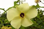 File:<b>Abelmoschus</b> manihot