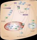 <b>Doxorubicin</b> Pathway
