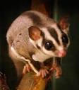 Animal A Day!: Sugar Glider