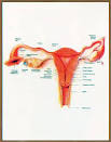 Ayurvedic Treatment &amp; Medicines for Reproductive System Disorder ...