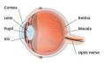 is attached to the <b>retina</b>.