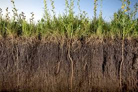 external image images?q=tbn:ANd9GcTNqsbSC1NZucwxs3xkGBYBm47h7XI28Pd_1DVXp0QQqMWg6NsYNA