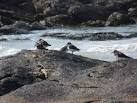 searching for small insects, crustaceans and shellfish. - via Daymix